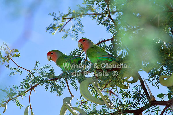 Rosyfaced Lovebird, Namib Desert, Namibia - birds043