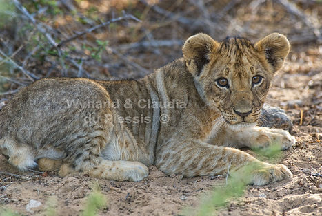 Lion cub, Etosha: lion048