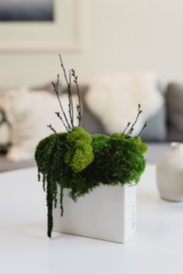 Elevated Moss Bowls