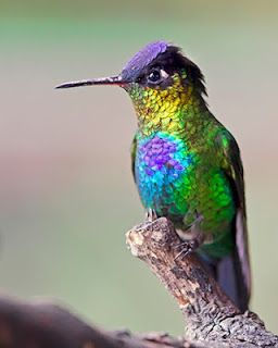 oiseau_5.jpeg