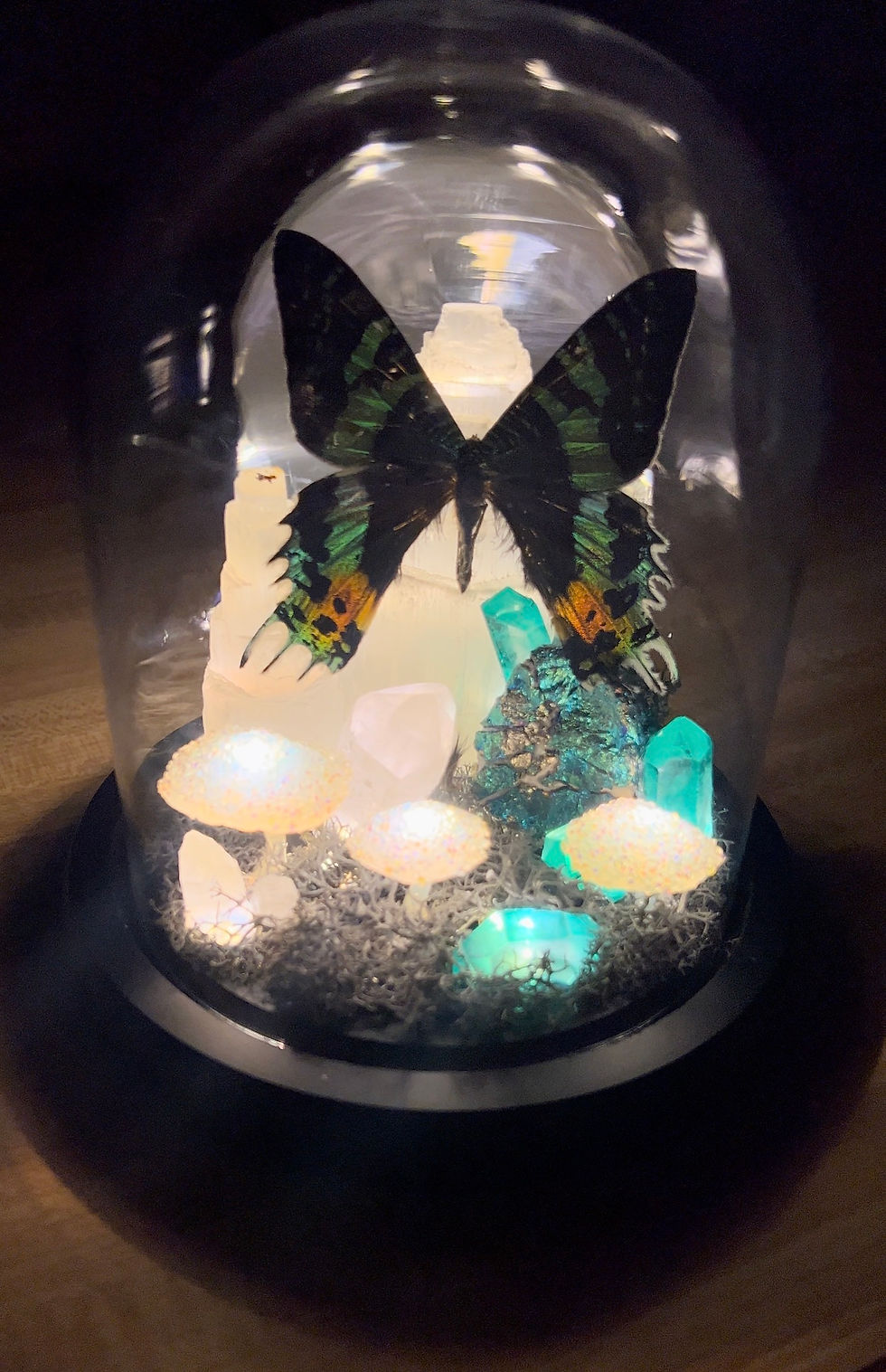 Thumbnail: Mounted butterfly or moth
