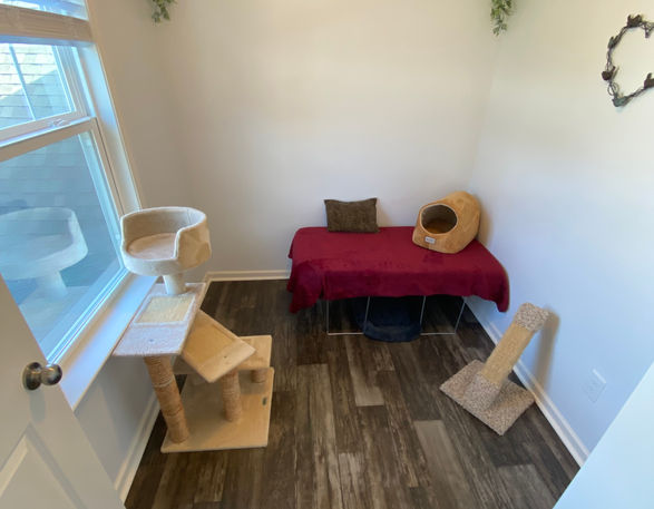 Cat Room Photo 4.jpeg