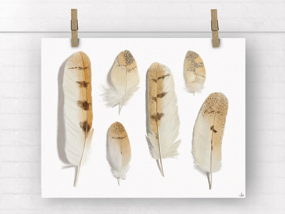 Barn Owl Feathers