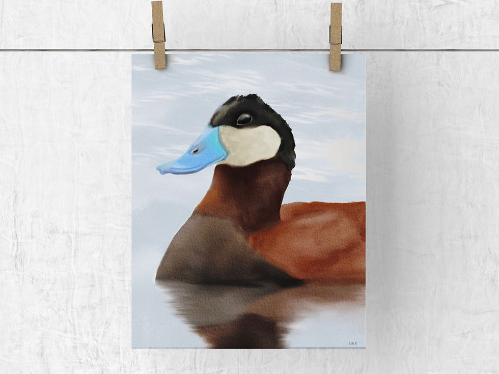 Ruddy Duck