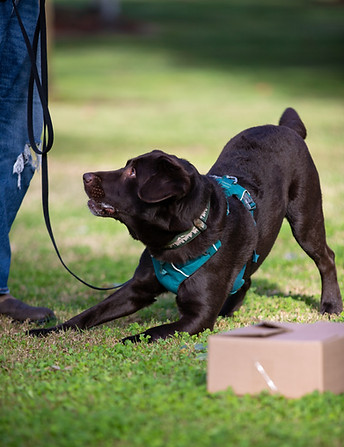 chocolate labrador scentwork nosework container search