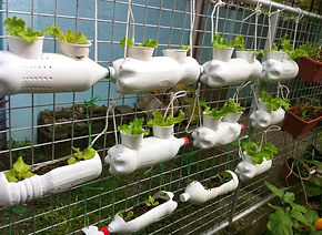 hydroponics (1).jpg