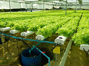 Agriculture.jpg