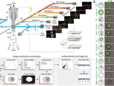High-speed fluorescence image–enabled cell sorting