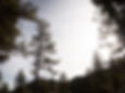 WillowWispsWinter25__152.jpg