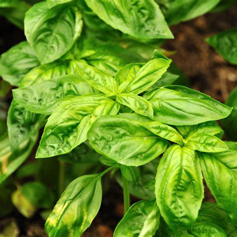 Huile essentielle de Basilic tropical (Ocimum basilicum)