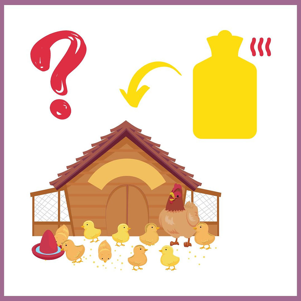 Can You Use A Hot Water Bottle for Chicks? (2022)