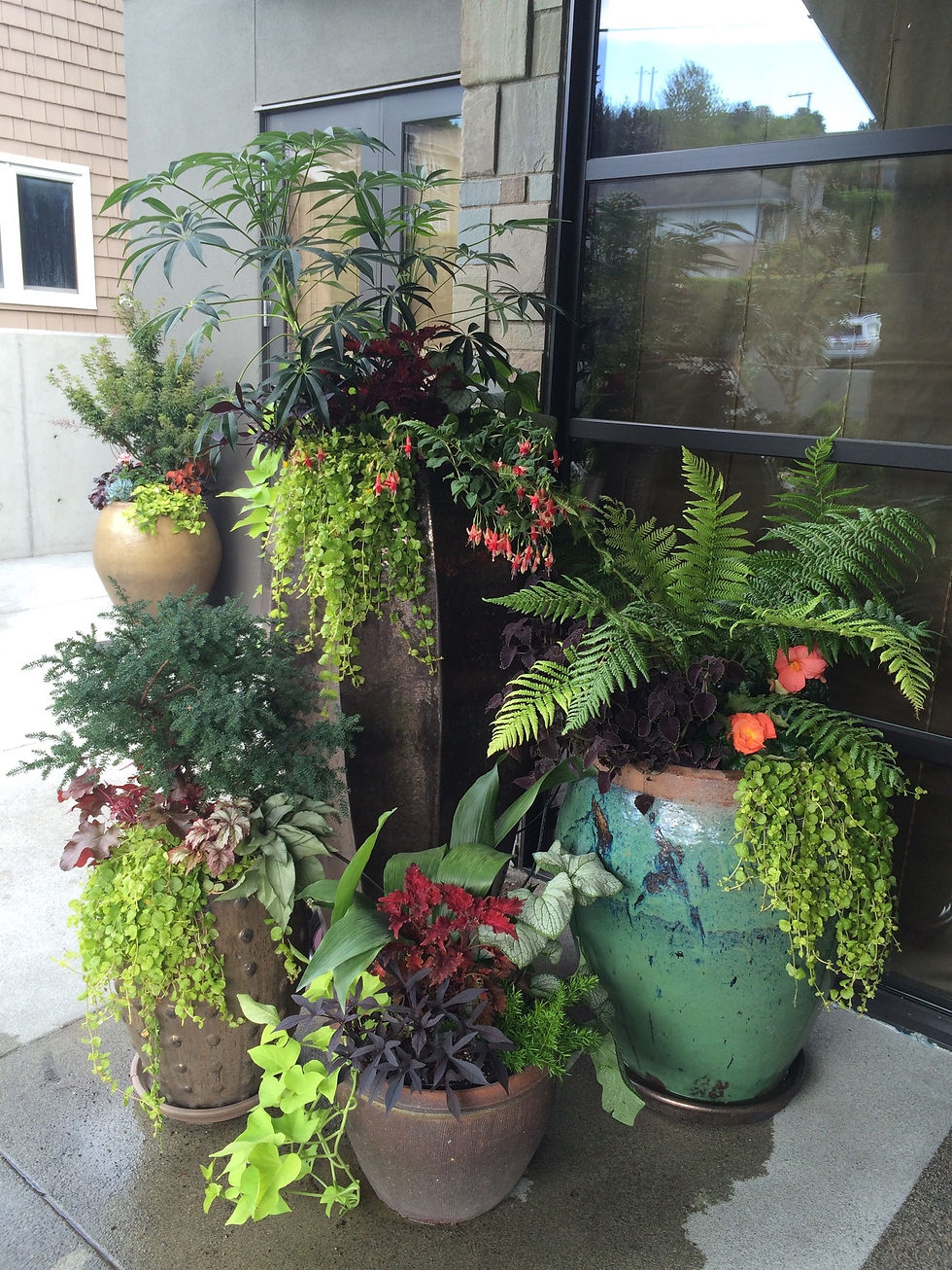 Containers and pots wrapped for winter