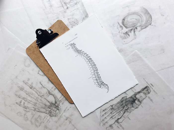 anatomy banner.jpeg