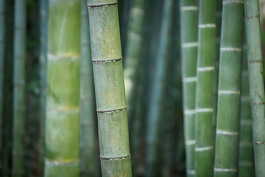 bamboo-3028709_1920.jpg