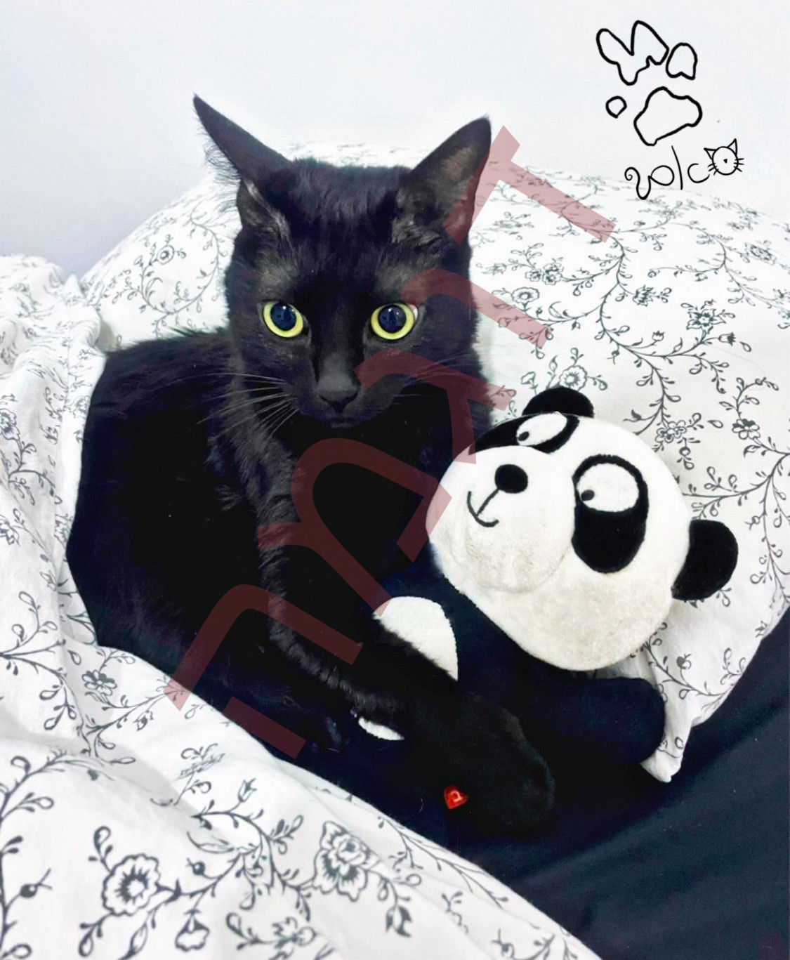 סאם החתול ואמנדה הפנדה