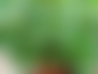 專業農務管理課程 表2 - 香草種類列表
