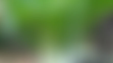 專業農務管理課程 第3章 - 本地蔬菜種植