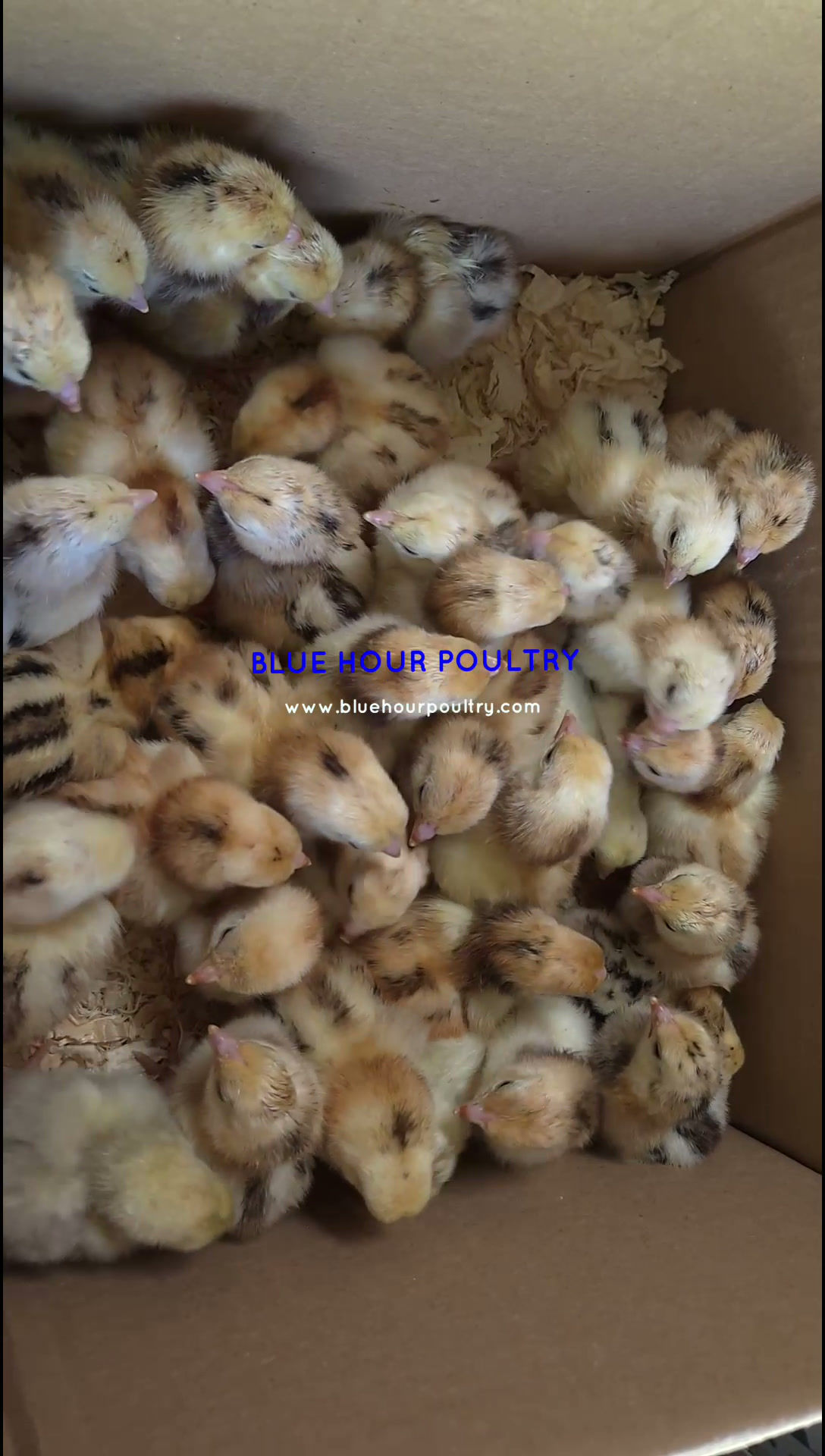 Chicks Dark Cornish Bantam
