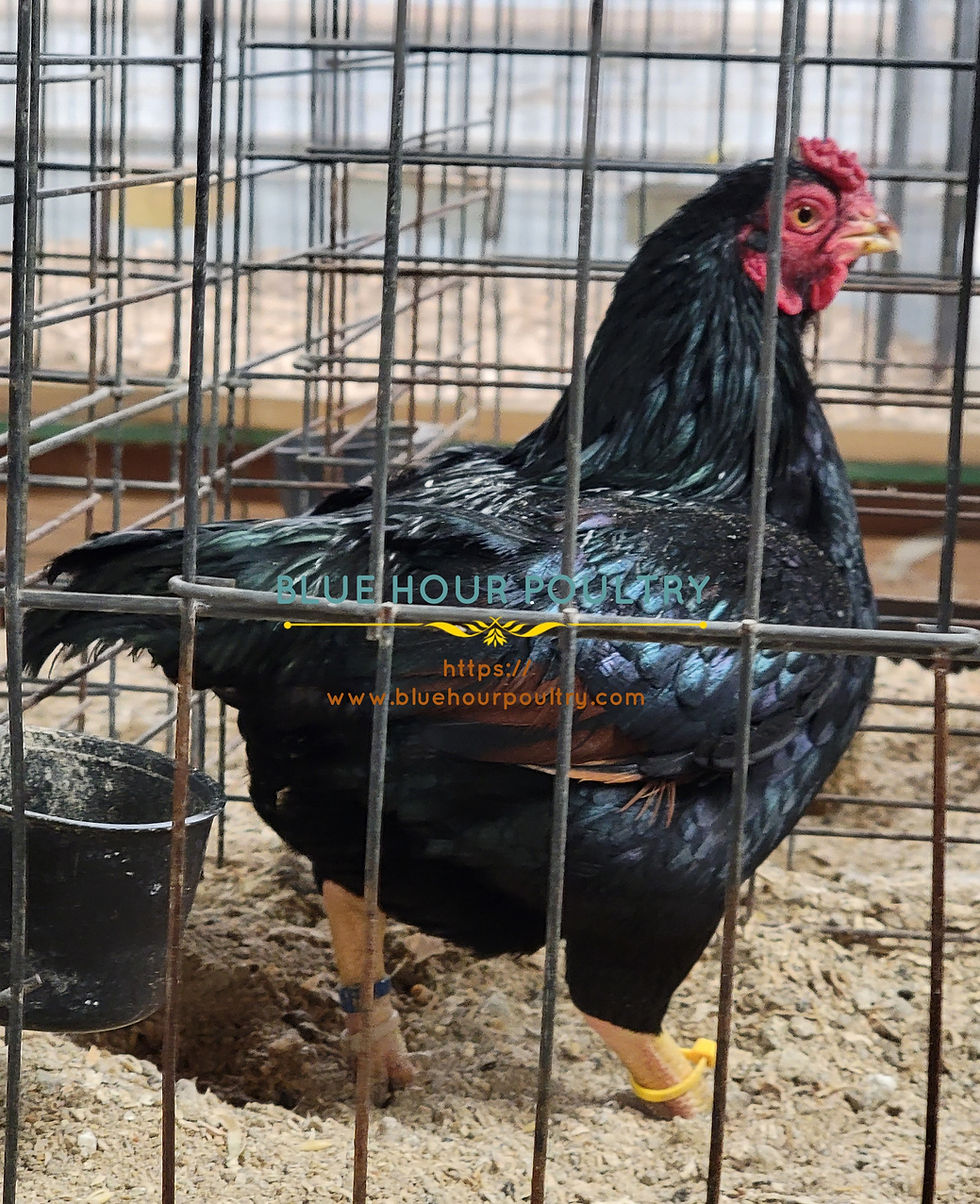 Cornish Bantam Cockerel