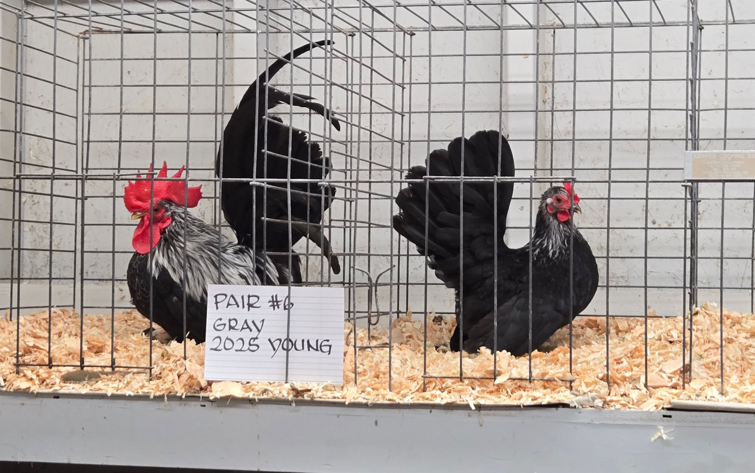Japanese Bantam Pair