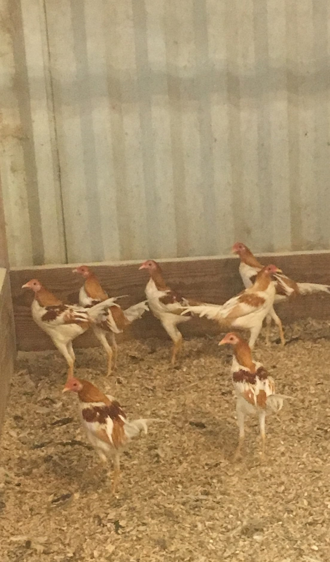 Modern Game Bantam Trio | Blue Hour Poultry