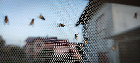 Flies on fly screen during summertime.jpg