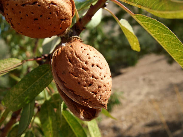 Thumbnail: Mamra Almond