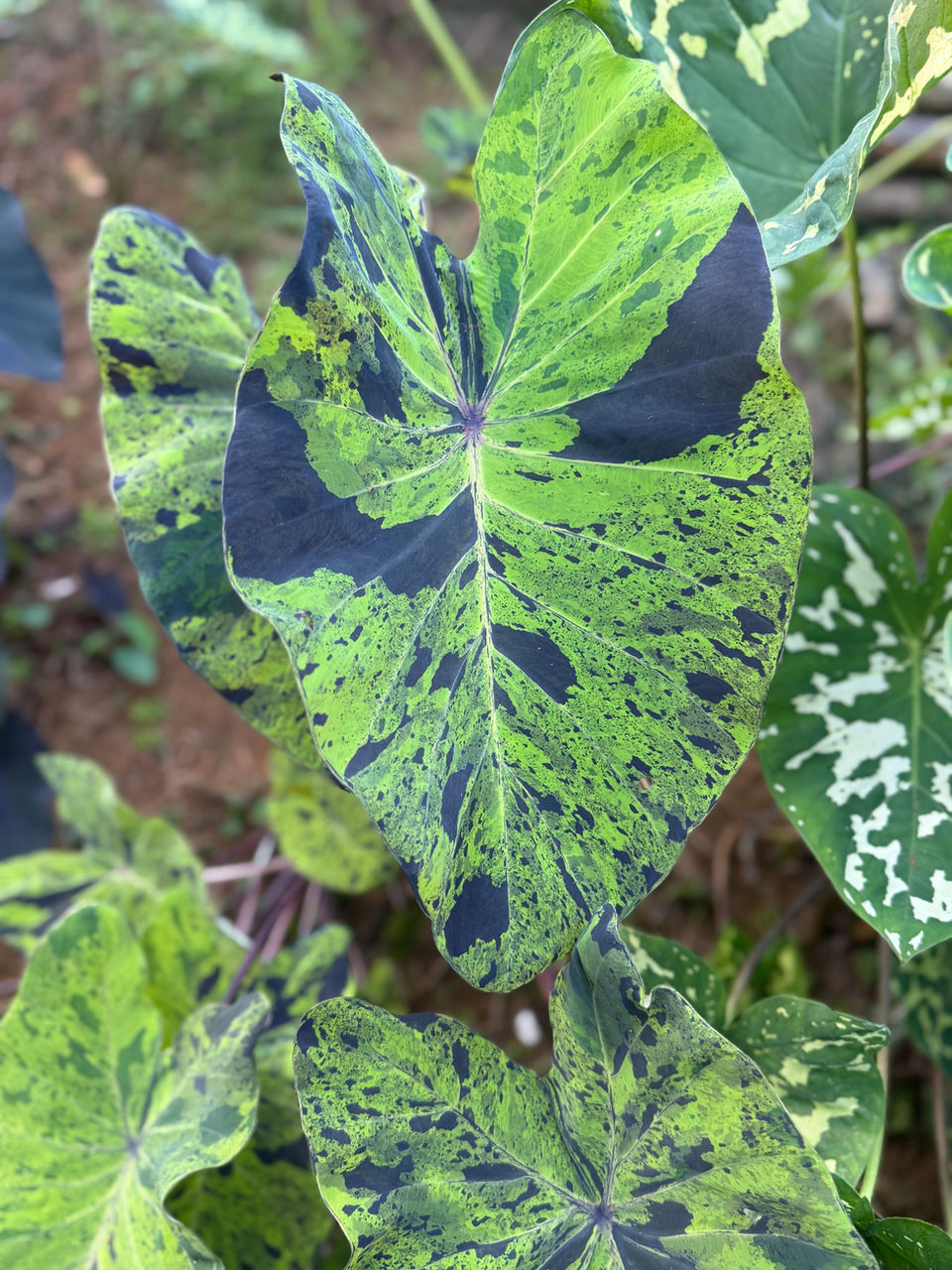 Green and black variegated plant leaf