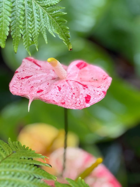 Pink speckled anthurium flower with yellow center