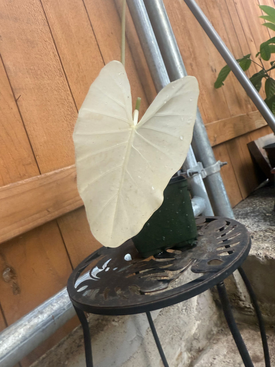 Heart-shaped plant leaf on a metal table
