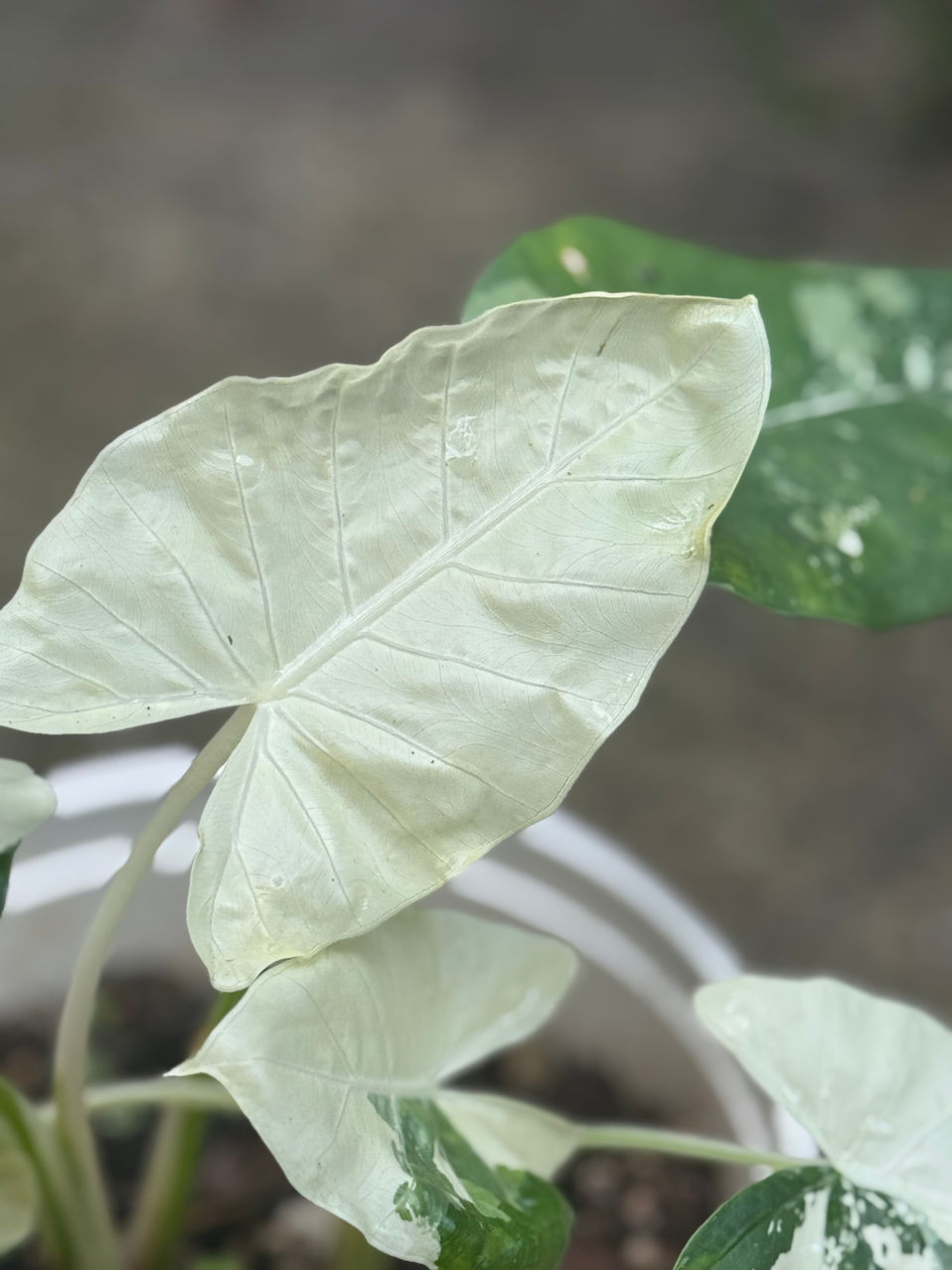 Variegated white and green plant leaf