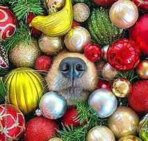 Christmas golden nose.jpeg