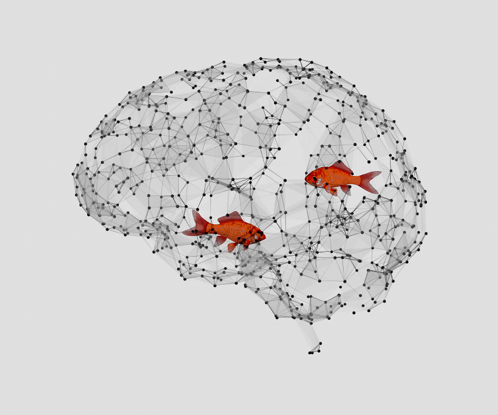 CERVEAU POISSONS V5.gif