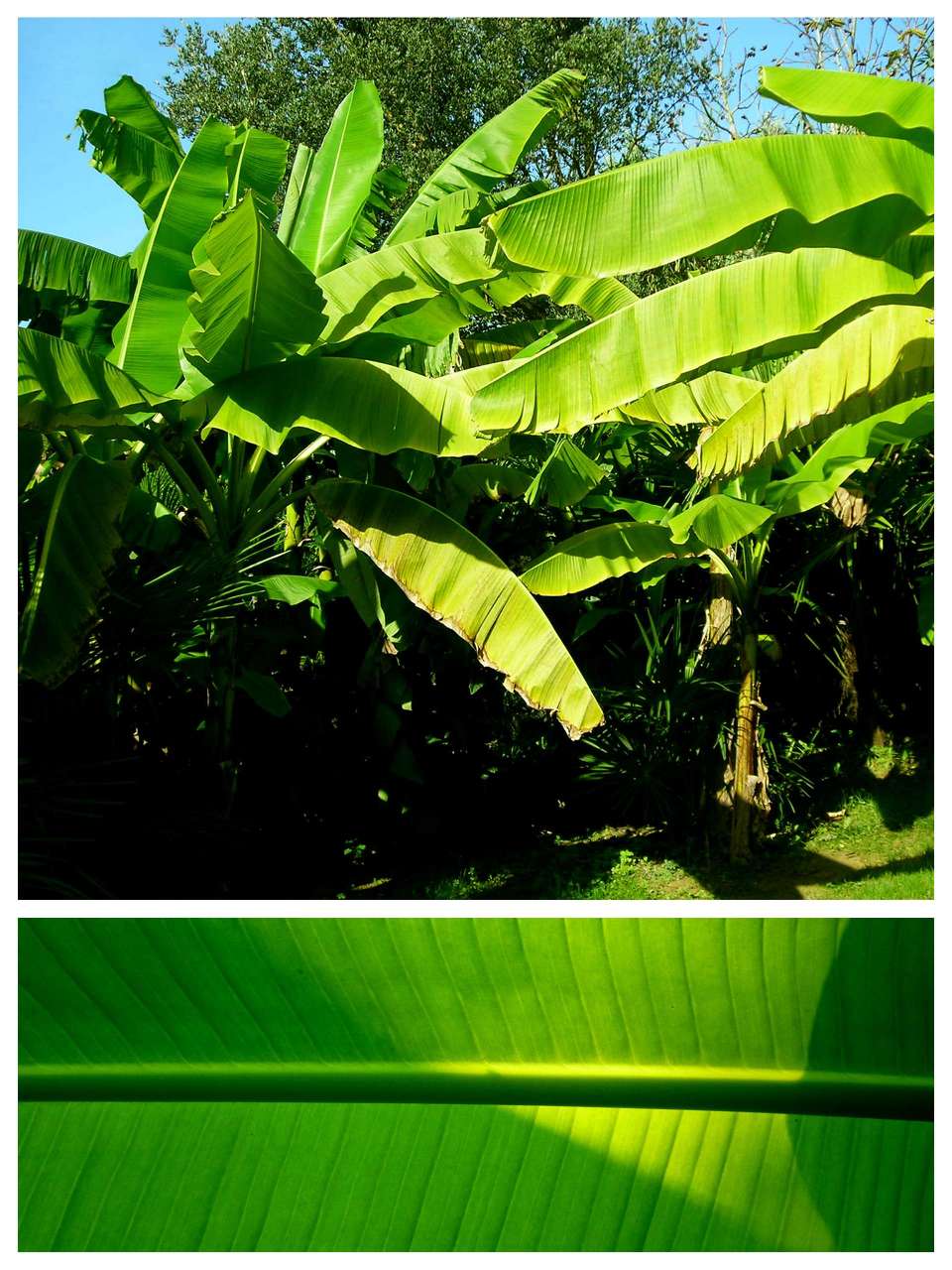 Musa Bajoo