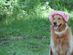 17861908_1928168820745971_4775785527683605464_n