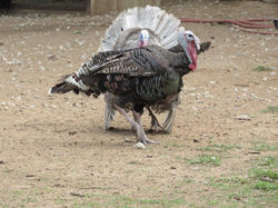 18010256_1933755686853951_4634906524504660660_n