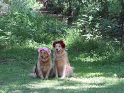 17861657_1928167987412721_3867507083703206371_n