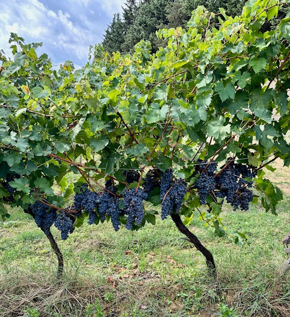 Tuscany 7
