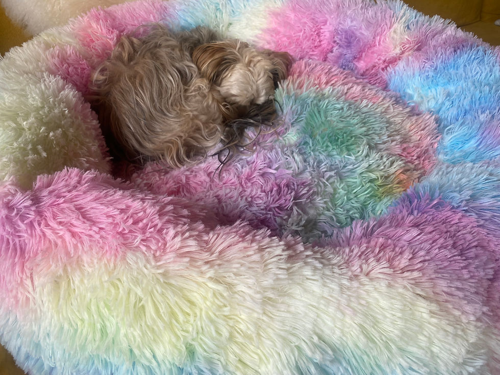 Miniaturbild: Hundebett rund/ Hundedonut regenbogenfarben -Annas Hundeshop