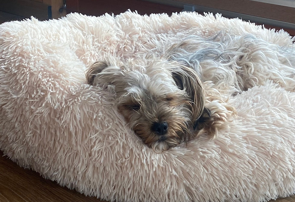 Miniaturbild: beiges Hundebett, Hundedonut - Annas Hundeshop