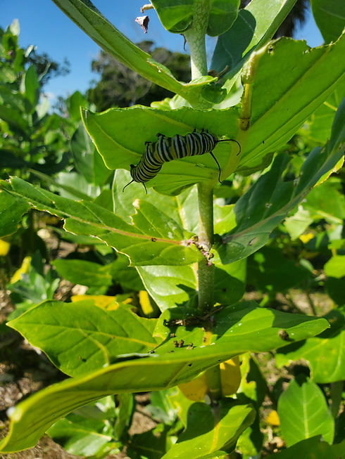 Monarch Catapillar at the Community Garden