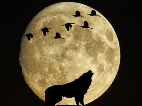 Passe da lua cheia: o que a Universal tem a ver com os lobisomens?