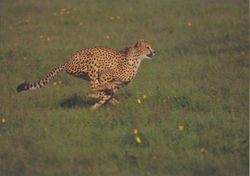gepard