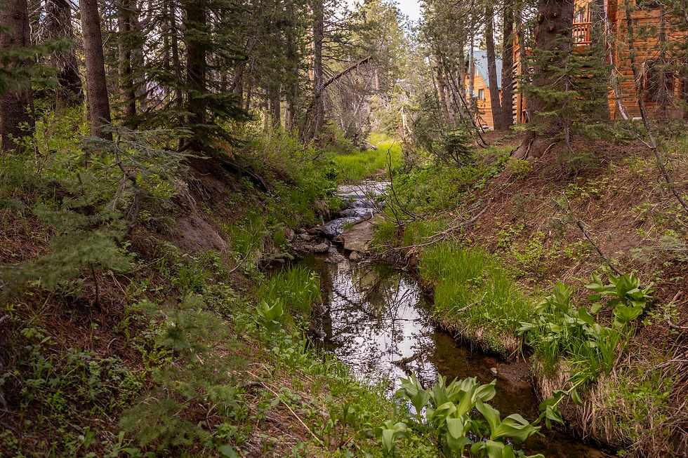 Forest creek winds through pine trees beside a wooden cabin, with lush green banks and calm reflections.