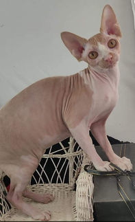 Show Cats Cleo 6.jpeg