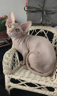 Sphynx Hembra Azul Crema .jpeg