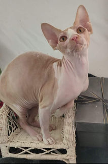 Show Cats Cleo 2.jpeg