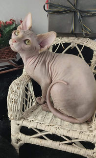 Sphynx Hembra Azul Crema 5.jpeg