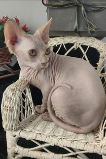 Sphynx Hembra Azul Crema.jpeg