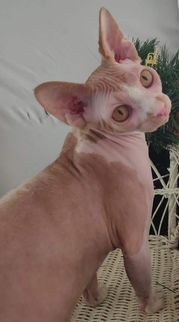 Show Cats Cleo 5.jpeg